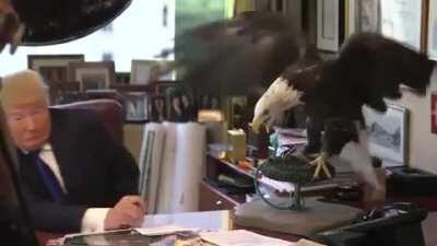 Trump regrets getting near the eagle