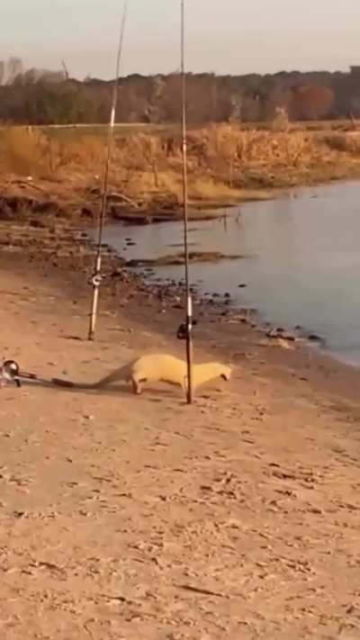 Apareció un lobito de rio en Entre Ríos