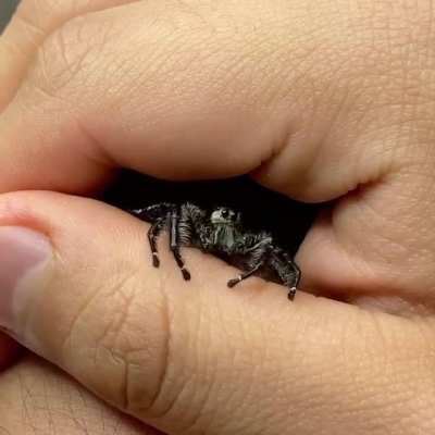 🔥 Hyllus diardi one of the largest species of jumping spider in the world welcomes you🔥