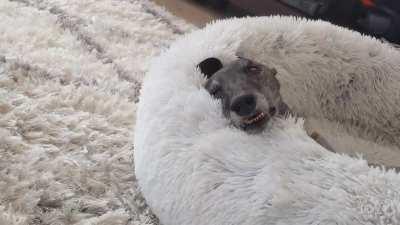 Finally caught it in camera. So weird!