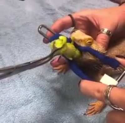 Vet pulling out a fake caterpillar after a lizard ate it