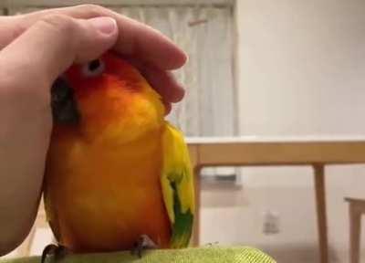 That moment when he realizes the hand is friendly :)