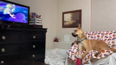 Finn hasn’t figured out that cartoon dogs aren’t real