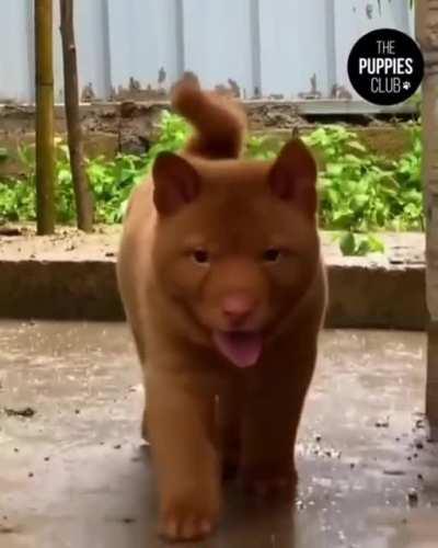 Vietnamese Hmong Dog. They are often used by the Vietnamese police as sniffing and detection dogs who patrol the country’s borders.