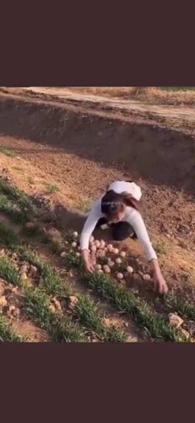 Trying to steal peacock eggs…