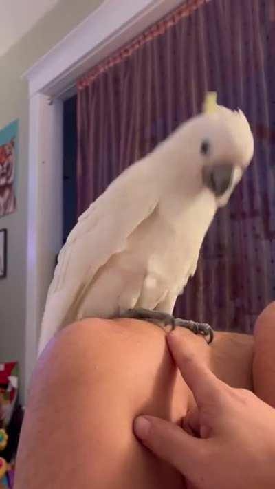 DuckyDoodles (Ducky) doing a dance AND teaching her StUpID HoOMaN how to scritch! 😂