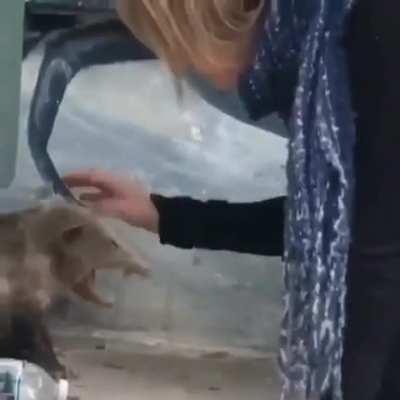 She's so drunk she's petting a opossum