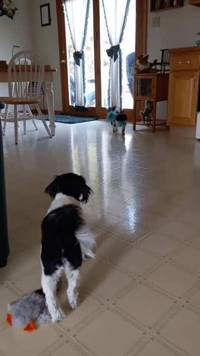 Here, you chase it..then we'll share it on the way back.