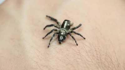 Curious jumping spider.