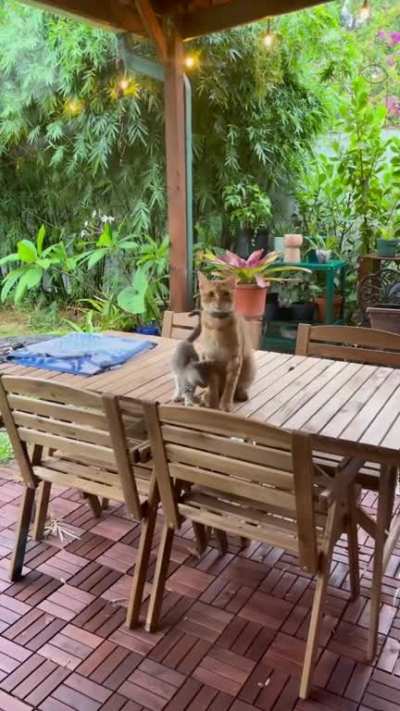 One of my cats befriended a stray kitten 🥺