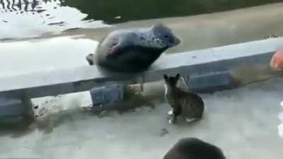 Cat see seal, cat slap seal