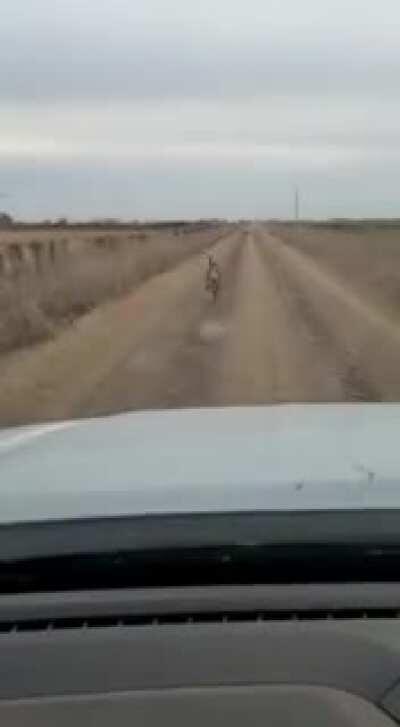 Puma suelto. Pahh. No pude corre por las boola.