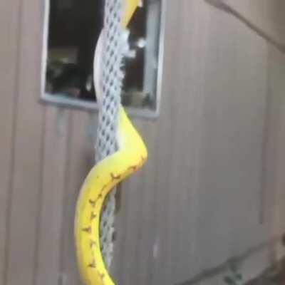 Cassiopeia seducing riot so she can get a cosmic skin