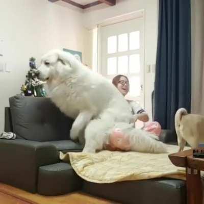 Giant Dog thinks he's a lapdog.