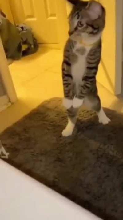 Cat.