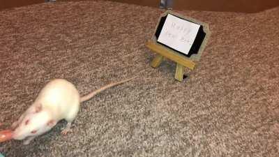 Happy New Years from me and my Rats!