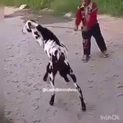 So the cameraman is just gonna let the kid hit the goat?