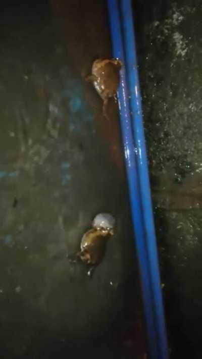 Frog fight but kuze theme