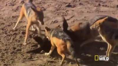 Jackals devour Sea Lion Pup in a massive feeding frenzy.