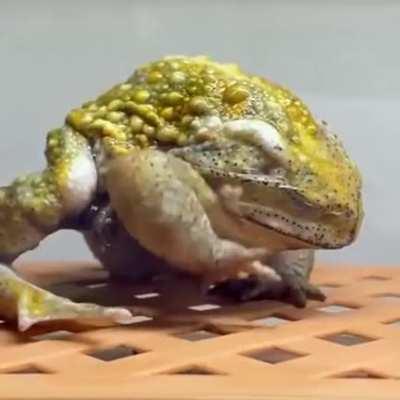 Лягуха линяет