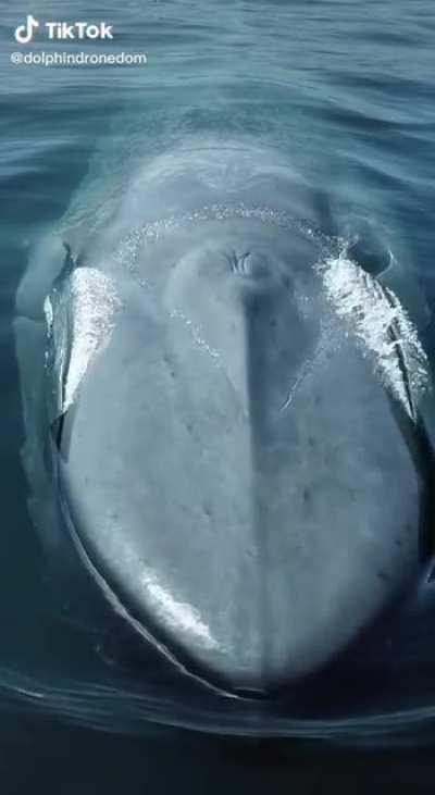 It doesn't look real