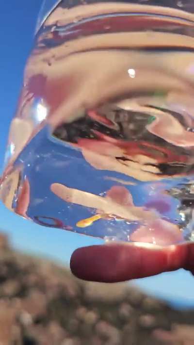 Help identifying this fish. East Coast of Scotland, UK