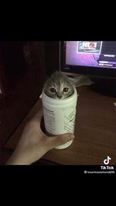 Liquid cat compilation