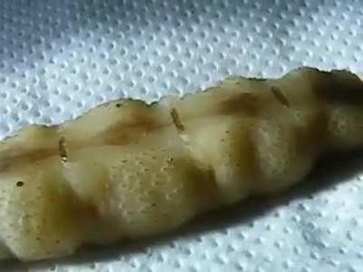 🔥Pulsating Termite Queen which can lay upto 30,000 eggs a day. 