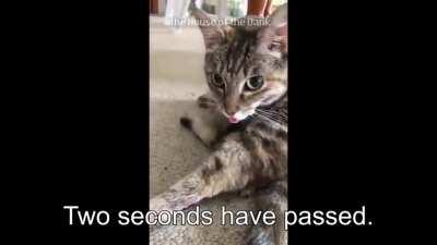 Cat vs Cat gone JoJo