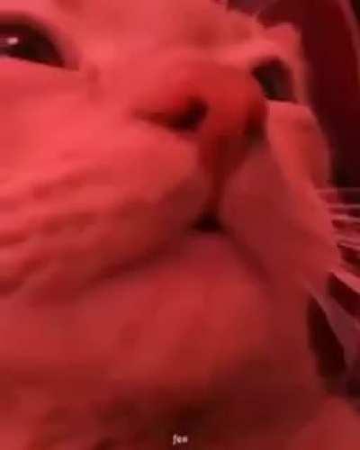 Wednesday mood be like