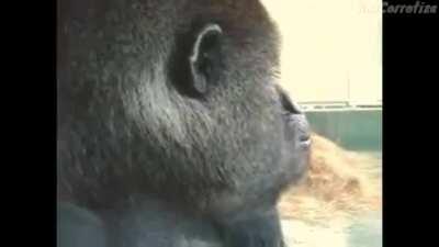 MONKE SAVED US FROM MOGUS IMPOSTER!?!!1