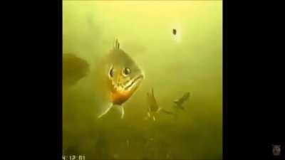 The fish is now a dish