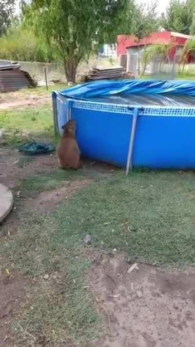 Capybaras can jump higher than you think