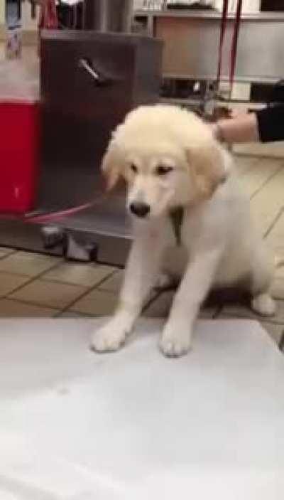 Dog at the vet having stomach problems