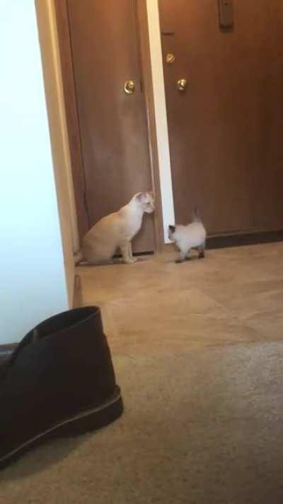 Bubba’s first crab walk