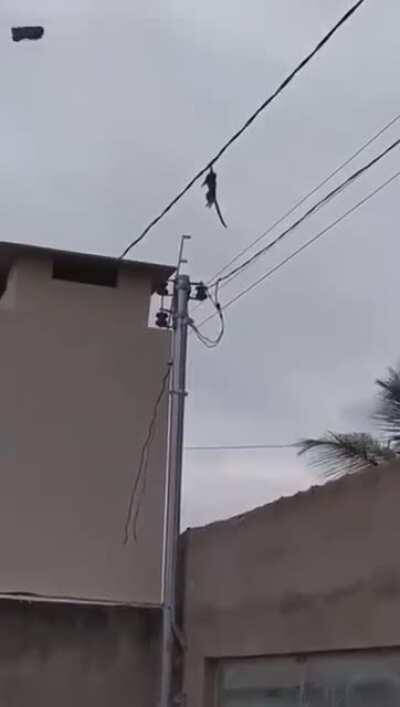 Pesdecoelho - Video #9024