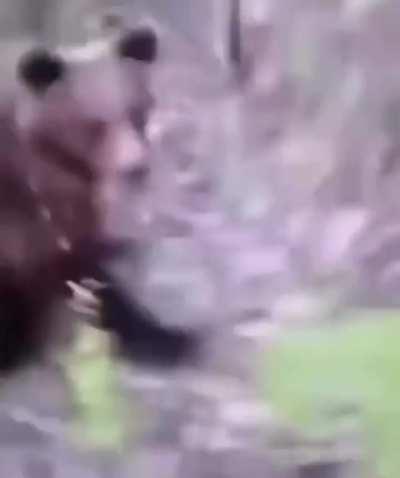 WCGW Sneaking up to a bear and kicking it