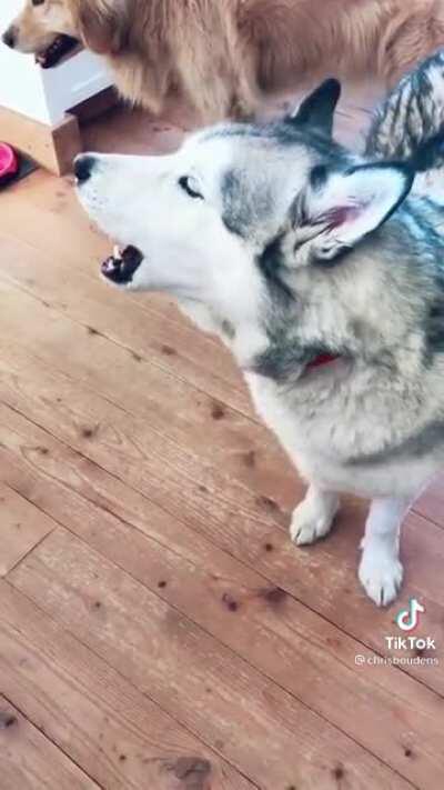 Does this mean he likes it or not? Credit: @chrisboudens on tik tok