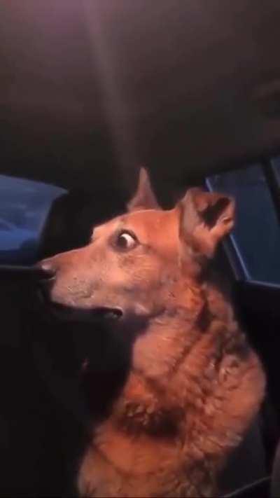 POV: you're a dog on Italy 🇮🇹🤌