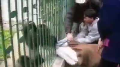 Sitting next to a Panda's cage