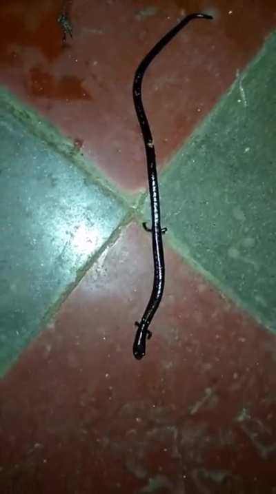 Oedipina gephyra, worm salamander. They are rare and critically endangered.