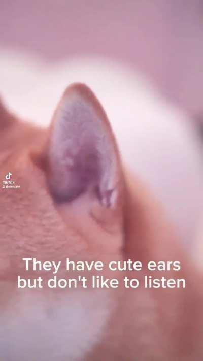 The Mysterious Shibanis Inupus Familiaris