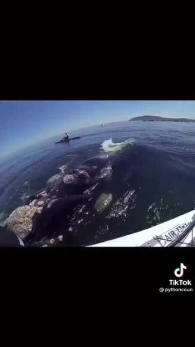 Whale hits guys kayak