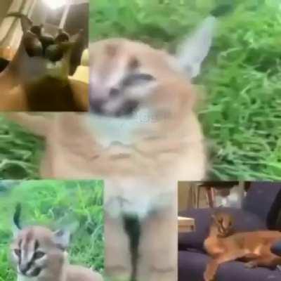 It’s very silly of me to ask this, looking at the content, but maybe any of you know the name of the track from this video?