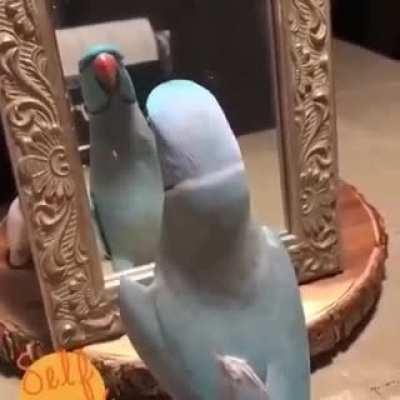 Talking parrot kissing itself in front of a mirror got a question for you.