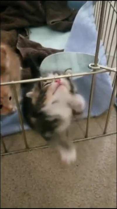 Criminal tries to escape from cell