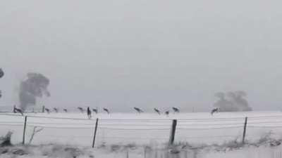 When snows in Australia you can get to see Kangaroos hopping in the snow