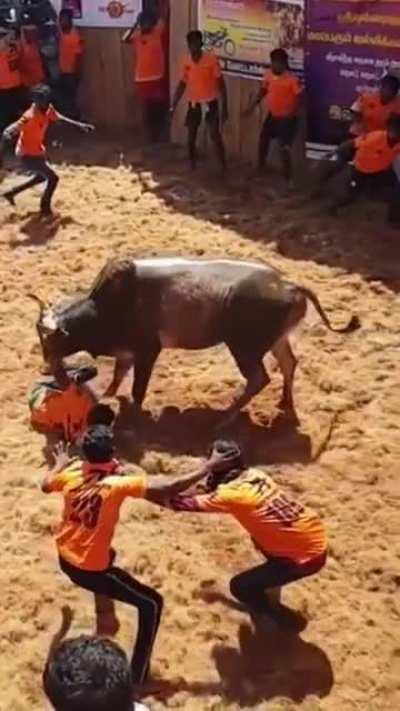WCGW Messing around with an angry bull
