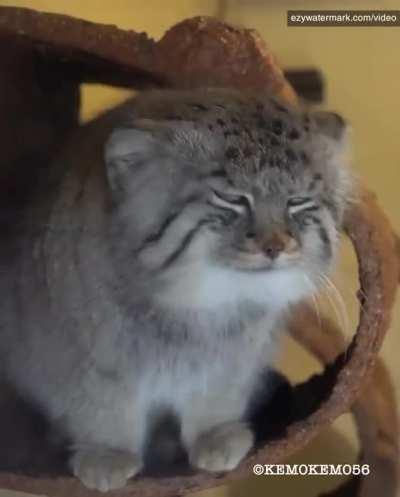 @KEMOKEMO56 - Ro-chan talking. Saitama Children's Zoo (Sound up!)