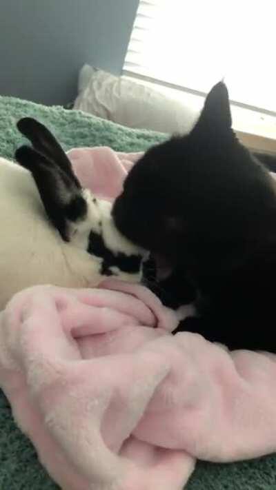 This rabbit has a dirty head, I must clean it!